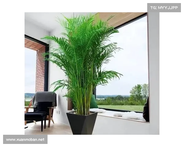 卷帘绿魔养护必知的五大技巧让你的植物更加生机勃勃 卷帘绿魔养护必知的五大技巧让你的植物更加生机勃勃