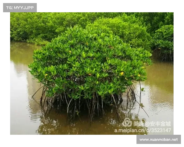 卷帘绿魔养护全攻略 确保健康生长的生态技巧与实用方法